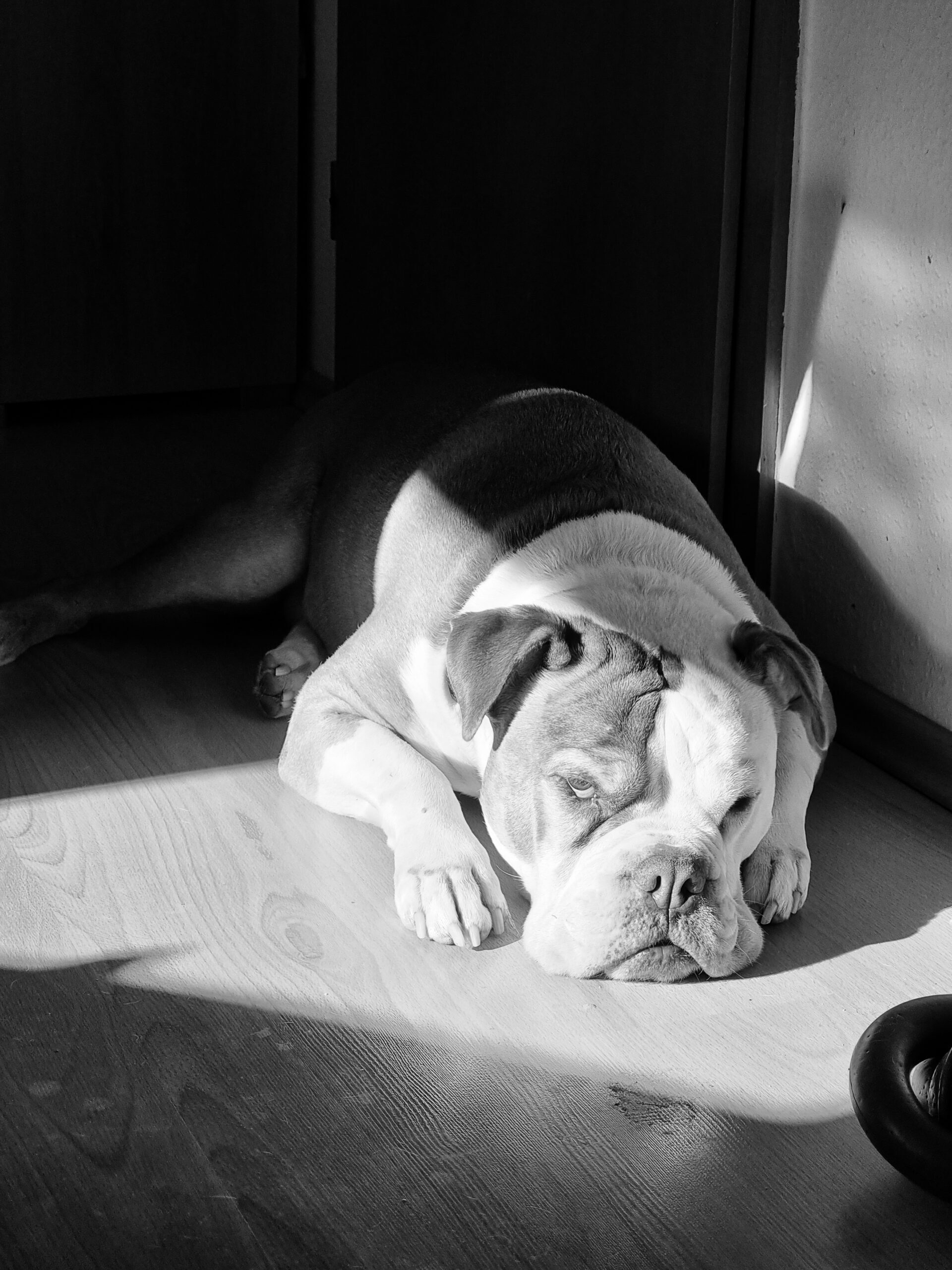 Winston